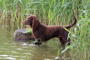 Sporting Group Dogs 4 American Water Spaniel