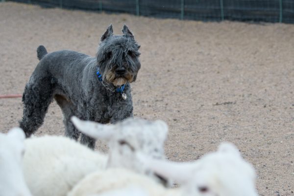 Top Dog Forum