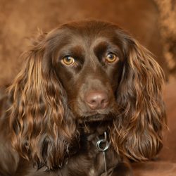 Boykin Spaniel: State Dog of South Carolina 2 Boykin Spaniel