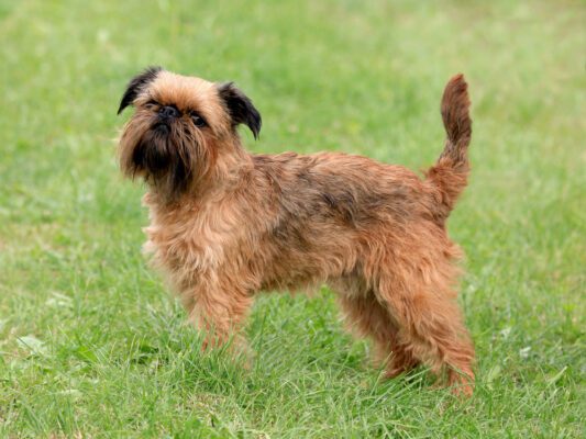 Brussels Griffons: Confident and Spunky 1 Brussels Griffon