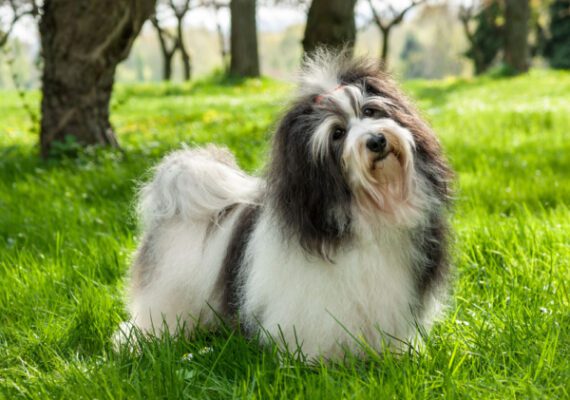 Top Dog Forum