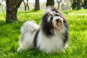 Havanese