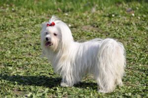 Maltese Dog