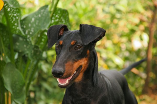Top Dog Forum