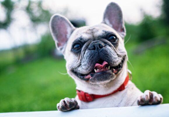 Brachycephalic Syndrome 2 French Bulldog example of dog breed with Brachycephalic Syndrome