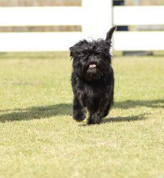 Affenpinschers: Amusing Family Pets 7 Affenpinscher