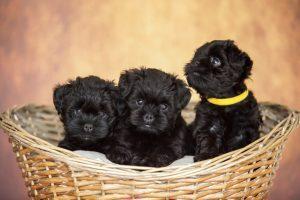 Affenpinscher Puppies