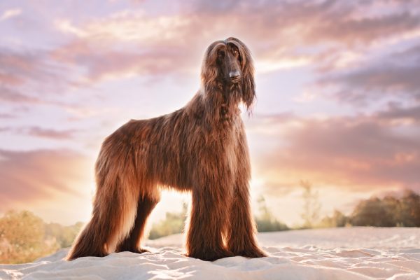 Afghan Hound