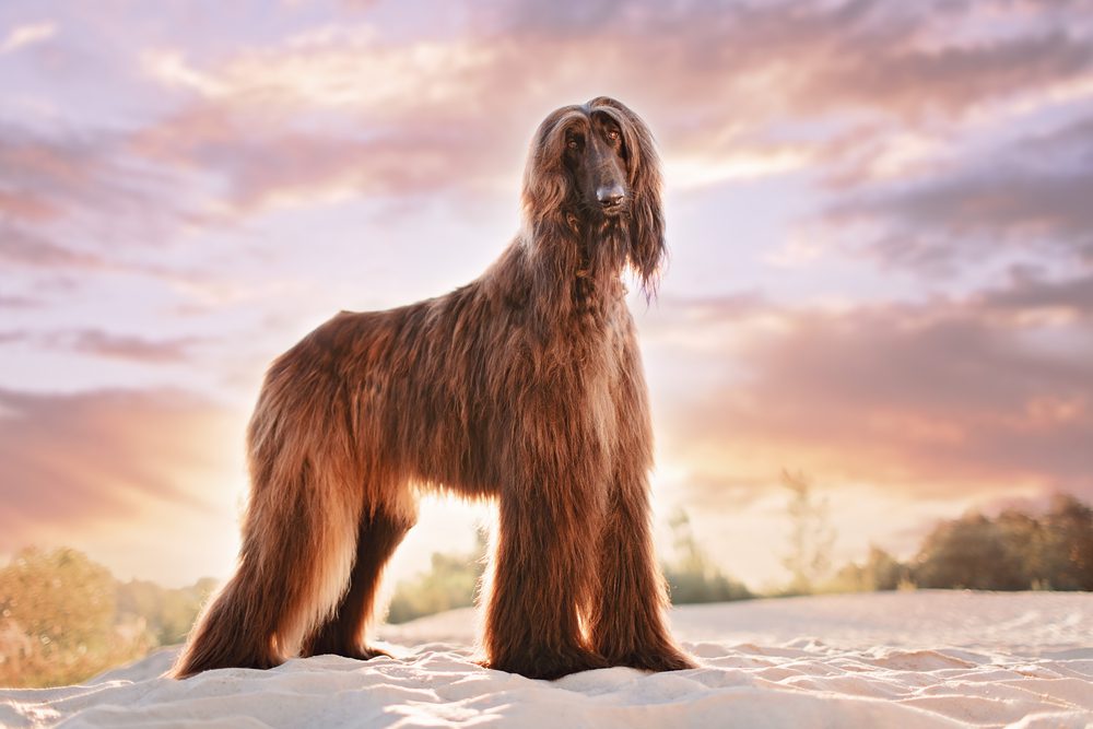 Afghan Hound
