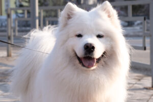 American Eskimo Dog Is in the Non-sporting group