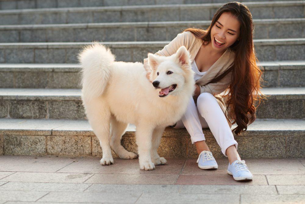 American Eskimo Dog