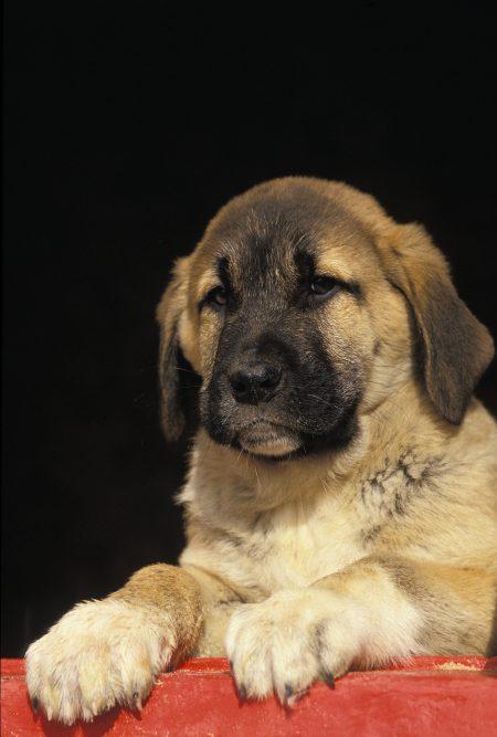Anatolian Shepherd