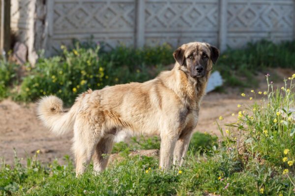 Anatolian Shepherd Dog: What You Need to Know About 37 Anatolian Shepherd Dog
