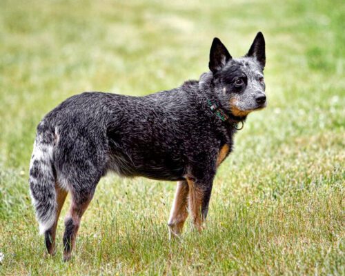 Top Dog Forum