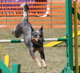 Australian Cattle Dog Dog Agility