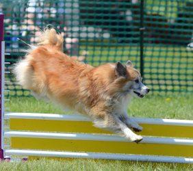 Icelandic Sheepdog