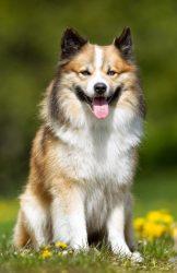 Icelandic Sheepdog