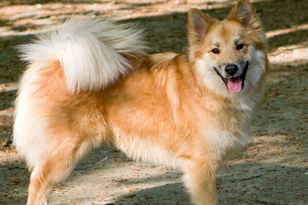 Icelandic Sheepdog