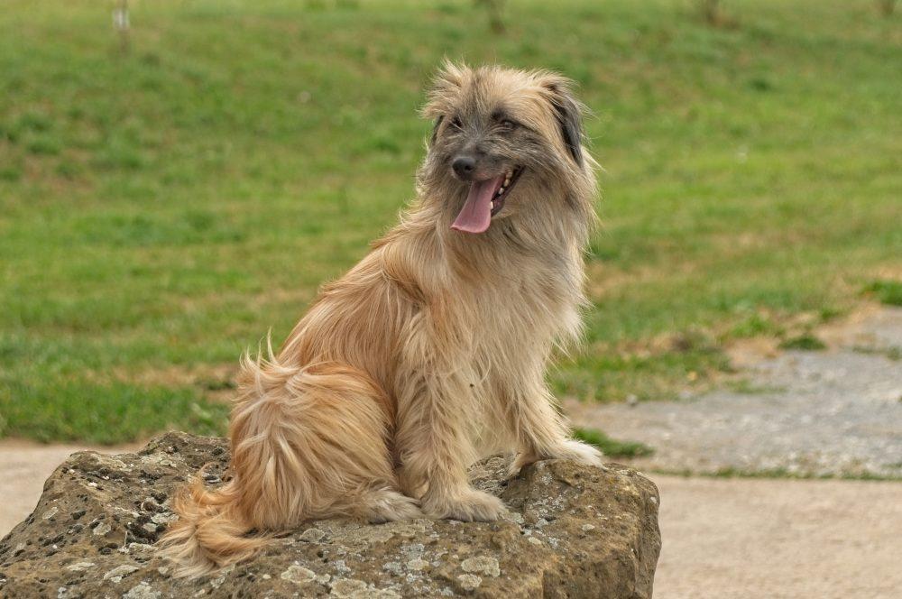 Herding Group Dogs 29 Pyrenean Shepherd