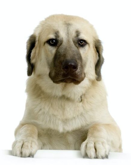 Anatolian Shepherd Dog: What You Need to Know About 5 Anatolian Shepherd Dog