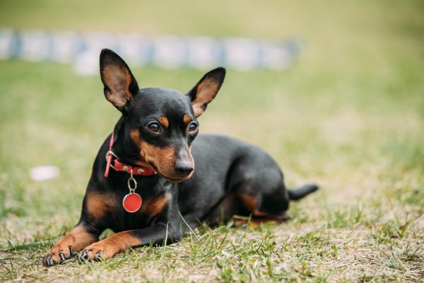 Top Dog Forum