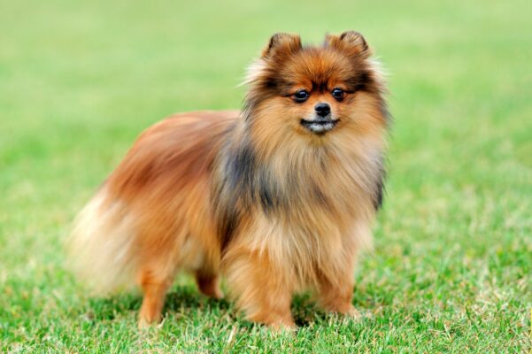 Top Dog Forum
