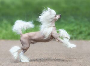 Chinese Crested Dog