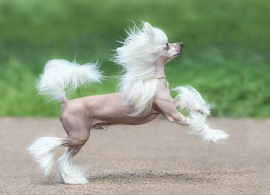 Chinese Crested Dog