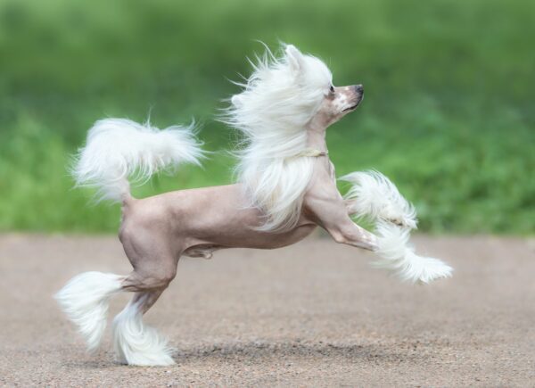 Chinese Crested Dog