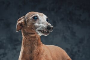 italian greyhound dog with short brown fur