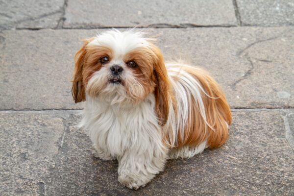 Dog Eye Problems 3 Sitting Shih tzu dog