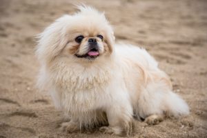 white pekingese dog sitting on the sand