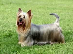 Australian Terrier: An Awesome Dog 5 Australian Silky Terrier