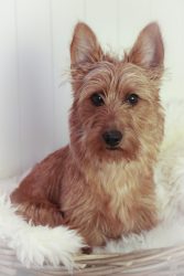 Australian Terrier: An Awesome Dog 3 Australian Terrier Puppy