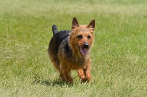 Australian Terrier: An Awesome Dog 6 Australian Terrier