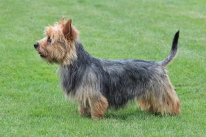 Australian Terrier: An Awesome Dog 4 Australian Terrier