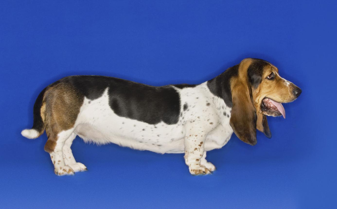 Basset Hound with Achondroplasia