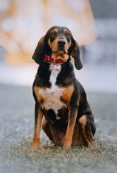 Black and Tan Coonhound