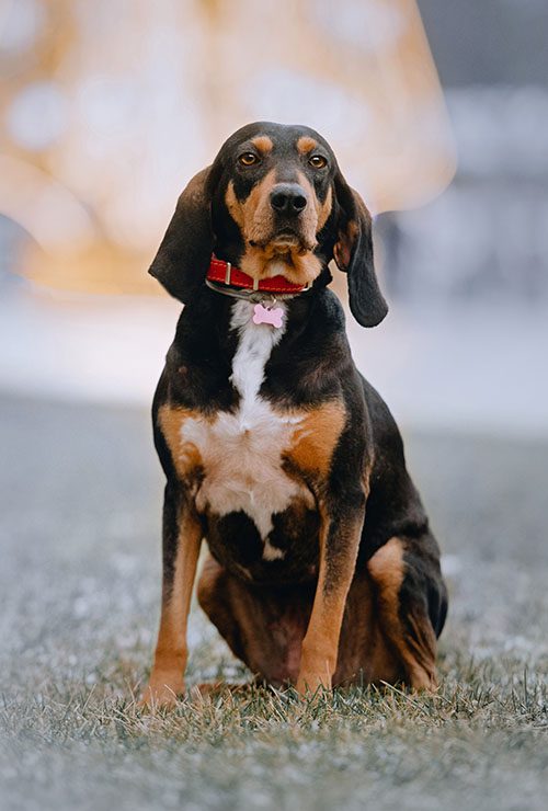 Black and Tan Coonhound Hunting Dog