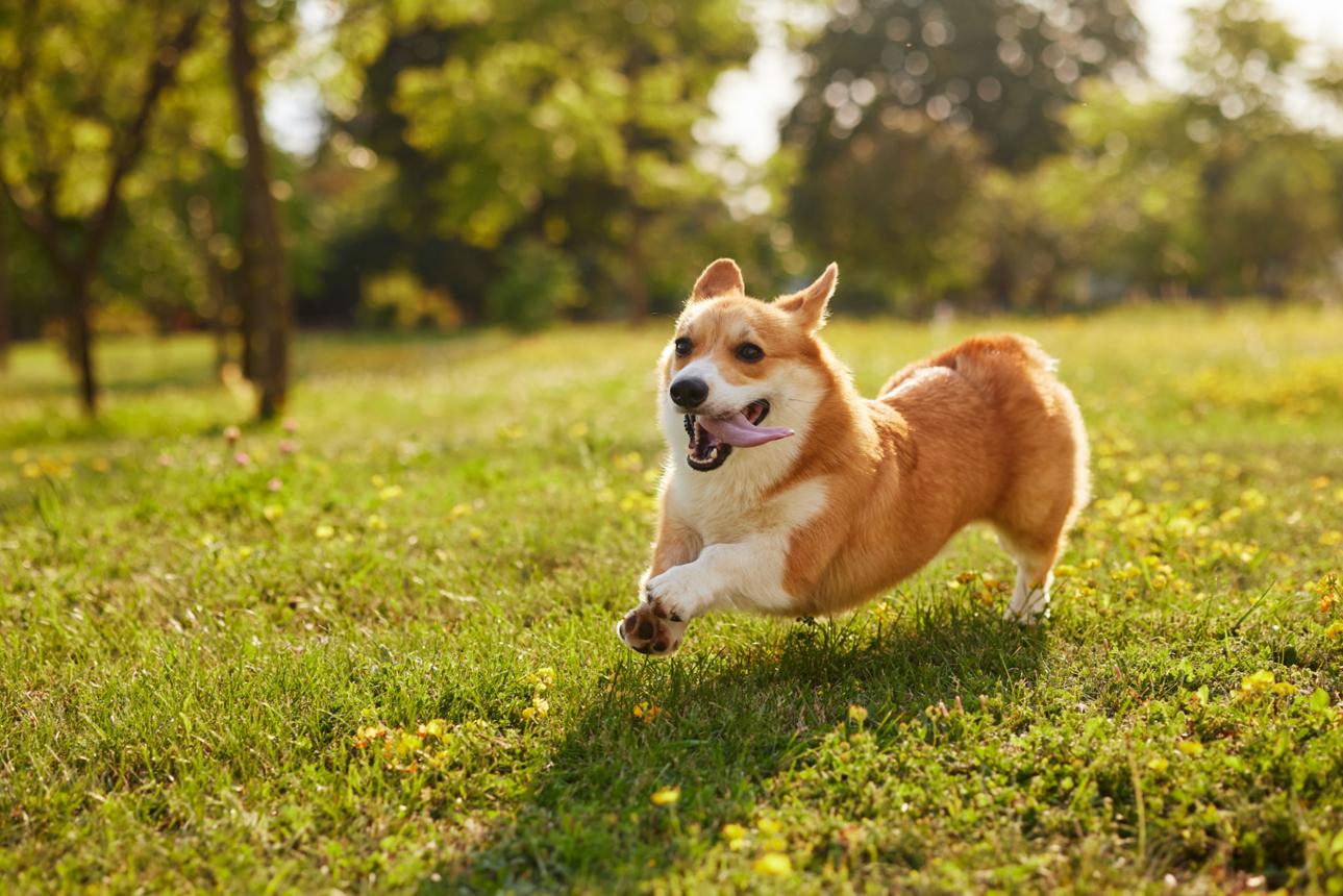 Corgi with Achondroplasia