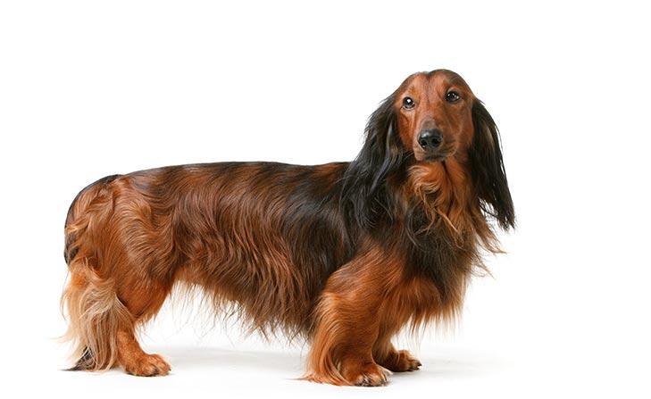 Dachshund with Achondroplasia