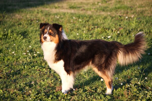 Top Dog Forum