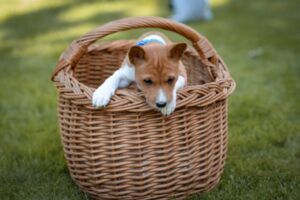 Basenji Dog Breed Information You Must Know 5 Basenji puppy in a basket