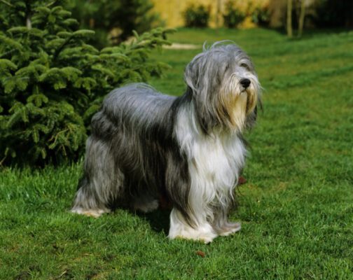 Bearded Collie: Dog Breed Information 13 BEARDED COLLIE