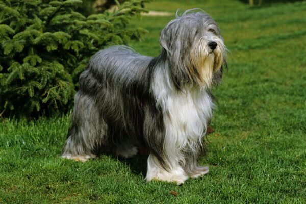 Bearded Collie: Dog Breed Information 3 BEARDED COLLIE