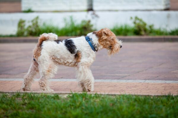 Wire Fox Terrier