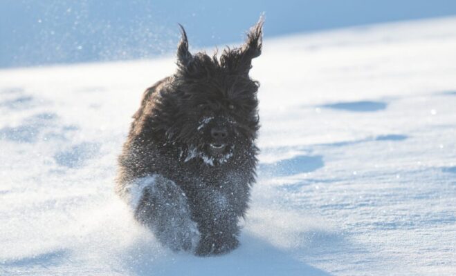 Top Dog Forum