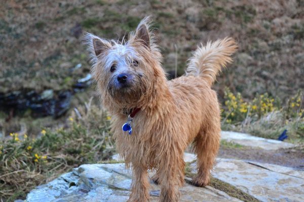 Cairne Terrier looking inquisitive