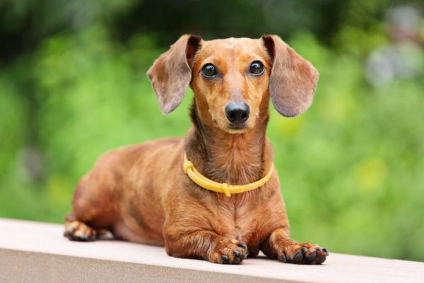 Top Dog Forum