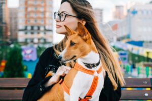 Basenji